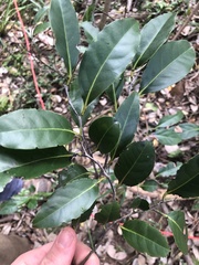 Diospyros fasciculosa