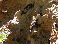 Lobaria anthraspis