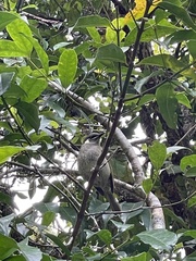 Meliphaga lewinii