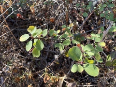 Amelanchier utahensis