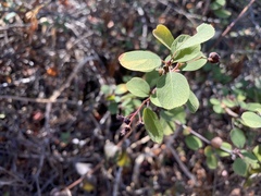Amelanchier utahensis