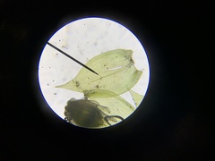 Pseudisothecium cristatum