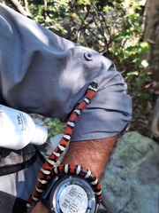 Lampropeltis knoblochi