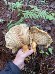 Lactarius