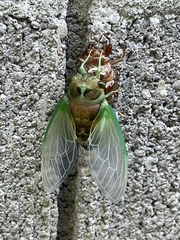 Neotibicen