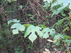 Vitis aestivalis