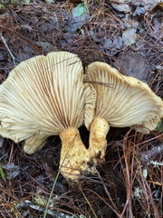 Lactarius