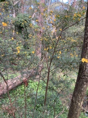 Pultenaea flexilis
