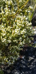 Erica lutea