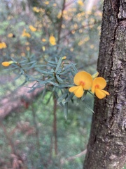 Pultenaea flexilis
