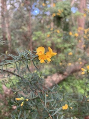 Pultenaea flexilis