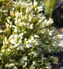 Erica lutea