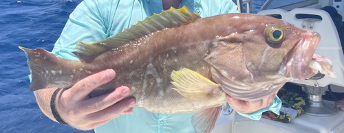 Grouper (Hyporthodus flavolimbatus) — Serranidae — 2