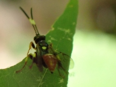 Cratichneumon paratus