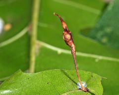 Amphibolips quercuscoelebs