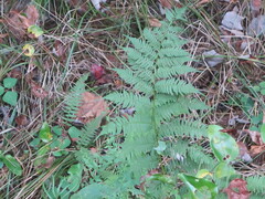 Athyrium asplenioides