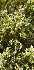 Erica lutea