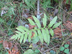 Woodwardia areolata