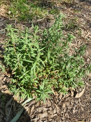 Epilobium billardiereanum