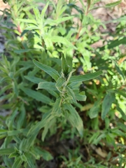 Epilobium billardiereanum
