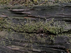 Lophocolea bidentata