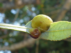 Euura californica
