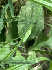 Gyponana