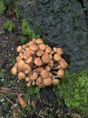 Desarmillaria caespitosa