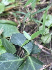 Gyponana