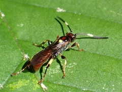 Cratichneumon paratus