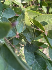 Microcentrum californicum