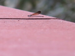Argia fumipennis