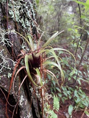 Tillandsia utriculata