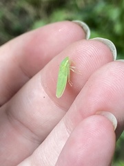 Gyponana