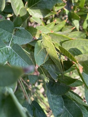 Microcentrum californicum