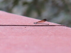 Argia fumipennis