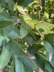 Microcentrum californicum