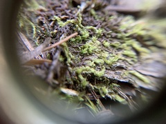 Lophocolea bidentata