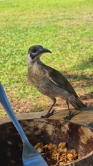 Philemon citreogularis