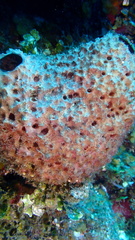 Ircinia