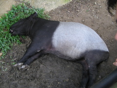 Tapirus indicus