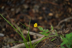 Erythranthe moschata