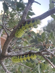Automeris zephyria