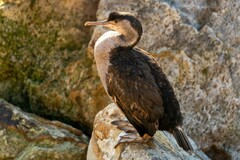 Phalacrocorax punctatus punctatus