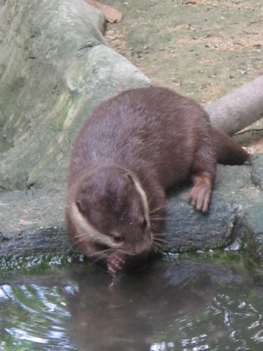 Lutra cinerea