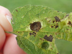 Pachypsylla celtidismamma