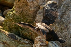 Phalacrocorax punctatus punctatus