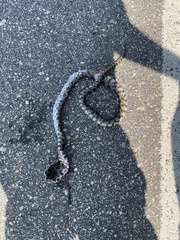 Pantherophis ramspotti