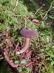 Lactarius fallax