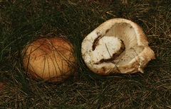 Russula delica